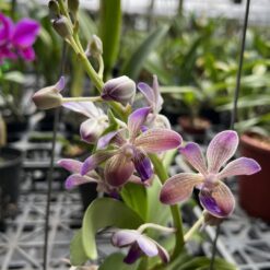 Vandachostylis Yawi's Blue Angel