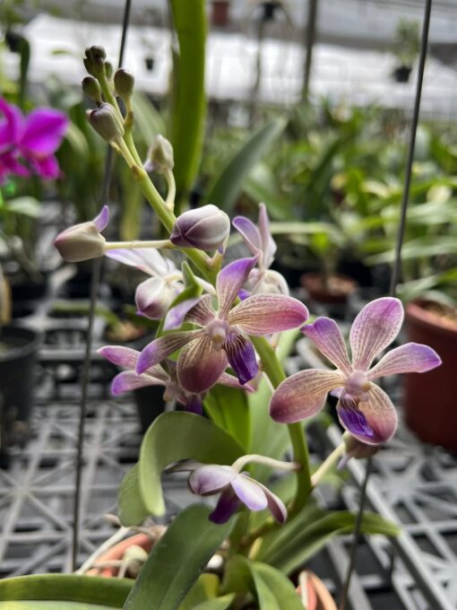 Vandachostylis Yawi's Blue Angel