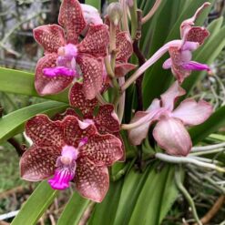 Vanda Mimi Palmer Pink