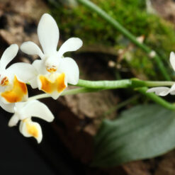 Phalaenopsis malipoensis