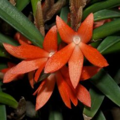 Ceratostylis retisquama