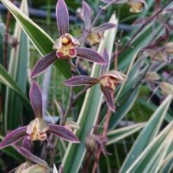 Cymbidium sinense Wan Dai Fu
