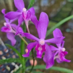 Darwinara Charm Blue Star x Paraphalaenopsis laycockii