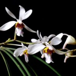 Holcoglossum wangii