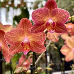 Phalaenopsis Eos