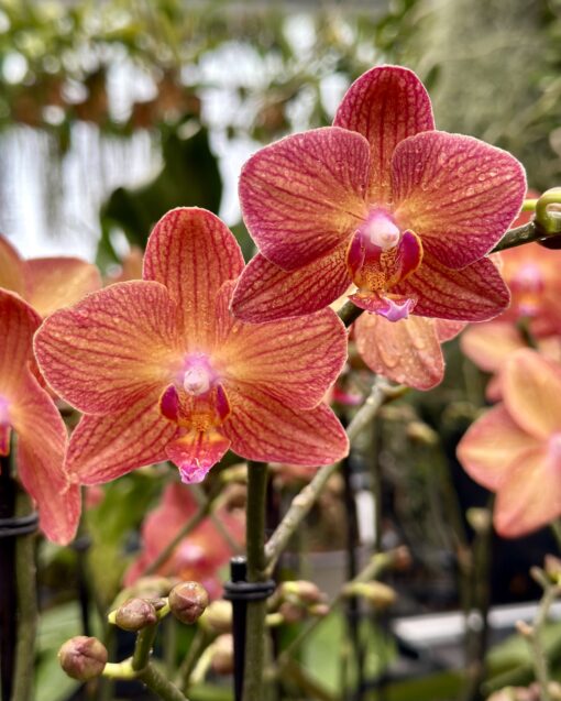 Phalaenopsis Eos