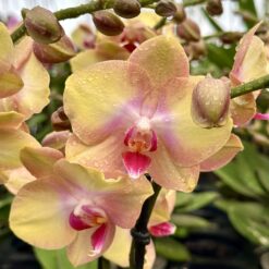 Phalaenopsis Glamour