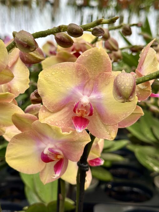 Phalaenopsis Glamour