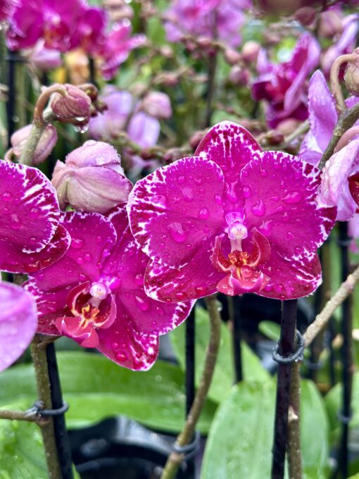 Phalaenopsis Asian Violin