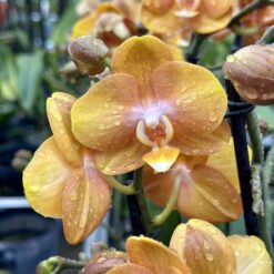 Phalaenopsis Las Vegas