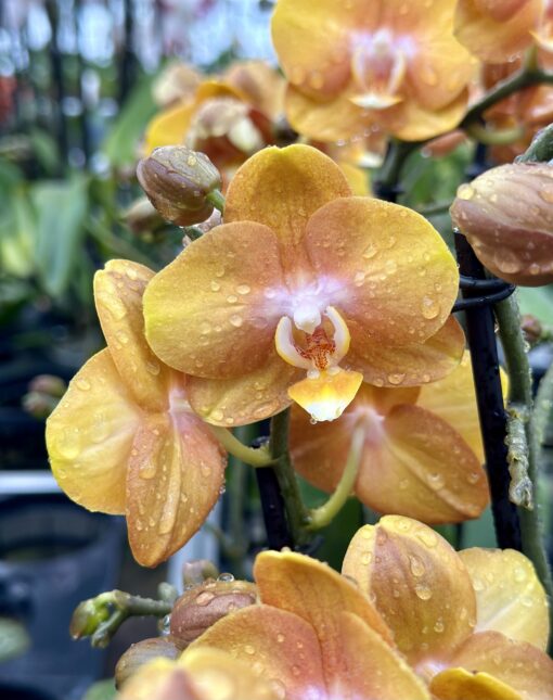 Phalaenopsis Las Vegas