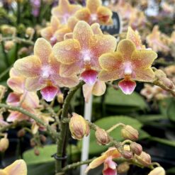 Phalaenopsis Aromio - Spicy