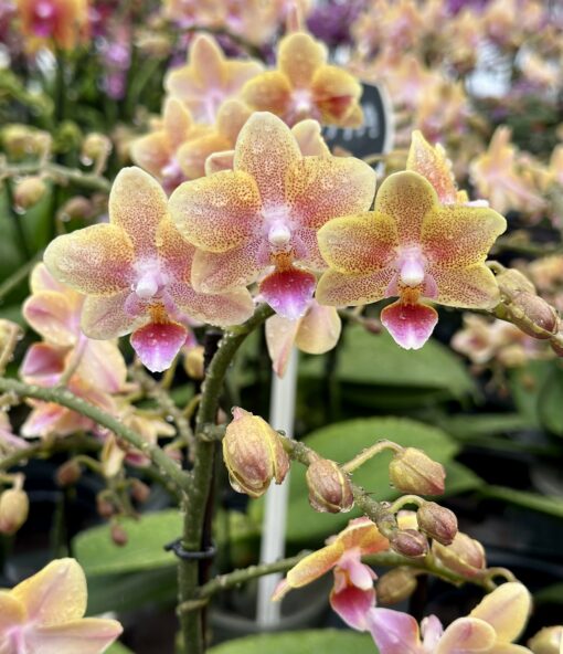 Phalaenopsis Aromio - Spicy