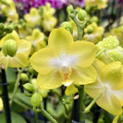 Phalaenopsis Arezzo