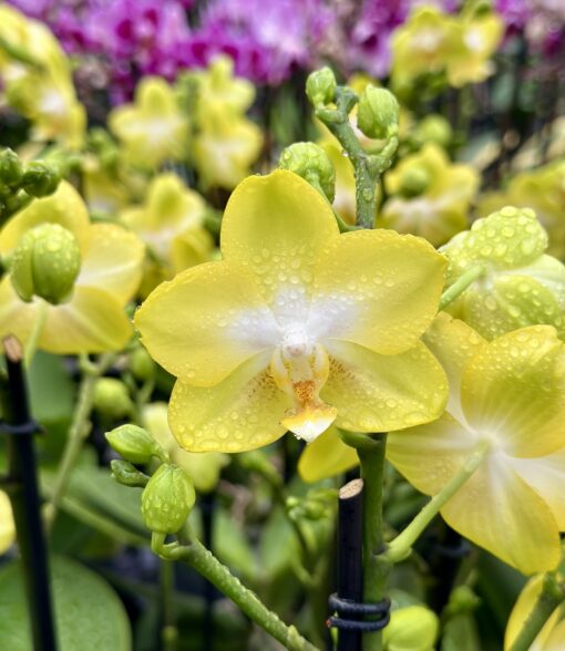 Phalaenopsis Arezzo