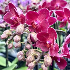 Phalaenopsis Red Lion