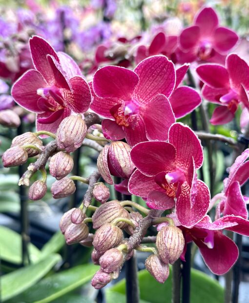 Phalaenopsis Red Lion
