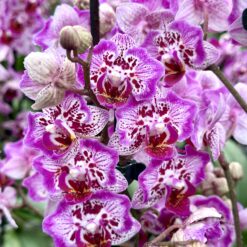 Phalaenopsis Butterfly - peloric