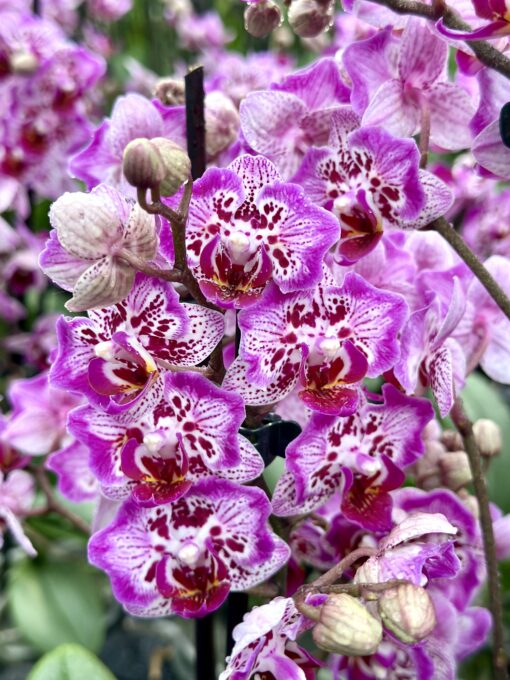 Phalaenopsis Butterfly - peloric