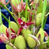 Maxillaria tenuifolia