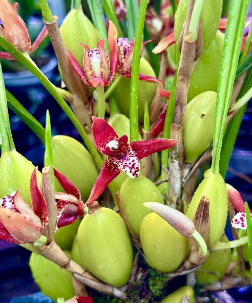 Maxillaria tenuifolia