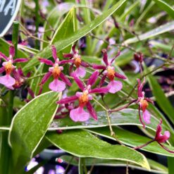 Oncidium Mieke Von Holm - variegated