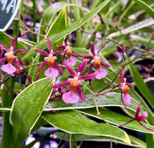 Oncidium Mieke Von Holm - variegated