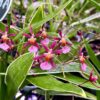 Oncidium Mieke Von Holm - variegated