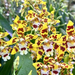 Oncidium Burkhard Holm