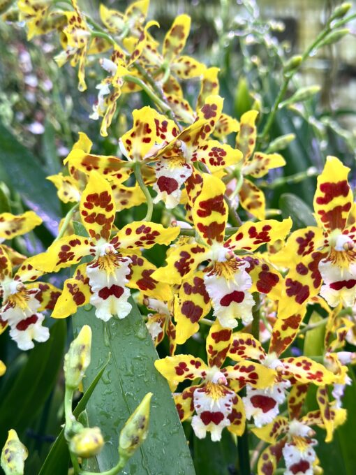 Oncidium Burkhard Holm