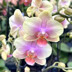 Phalaenopsis Bella Helene
