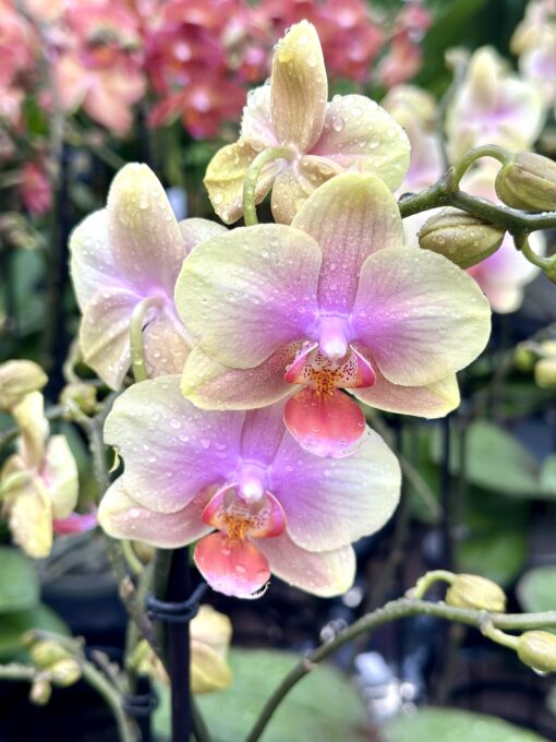 Phalaenopsis Bella Helene