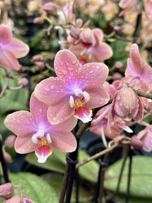 Phalaenopsis Aromio - Salmon