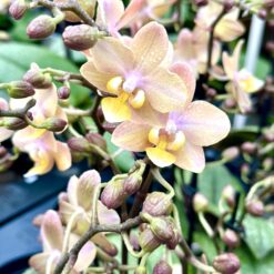 Phalaenopsis Aromio - Odorion