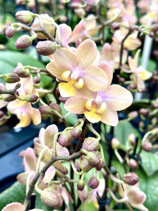 Phalaenopsis Aromio - Odorion