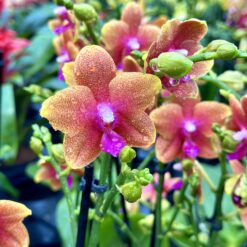 Phalaenopsis Bolgheri