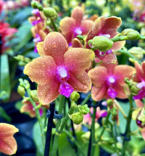 Phalaenopsis Bolgheri