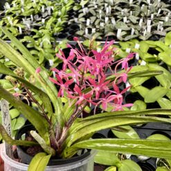Vanda Cherry Blossom