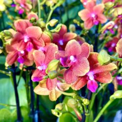 Phalaenopsis Bolgheri