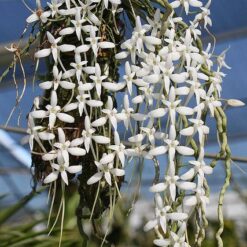 Mystacidium venosum