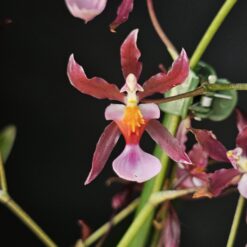 Oncidium Mieke Von Holm - variegated