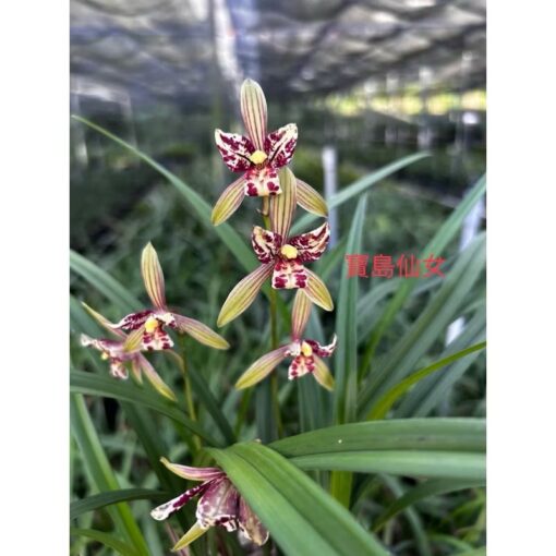 Cymbidium ensifolium Bao Dao Xian Nu