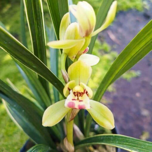Cymbidium goeringii Cai Yun He