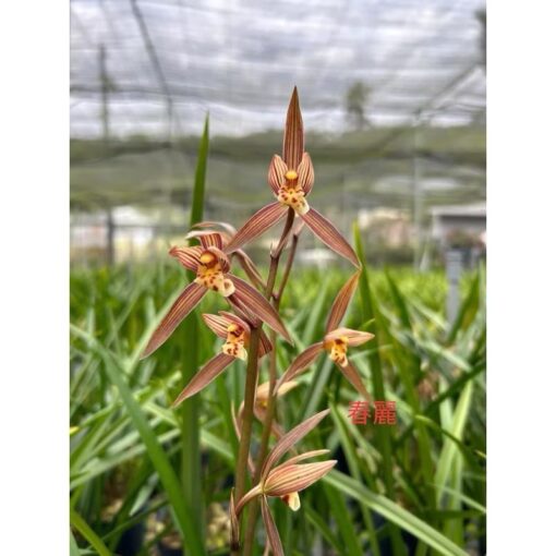 Cymbidium goeringii Chun Li