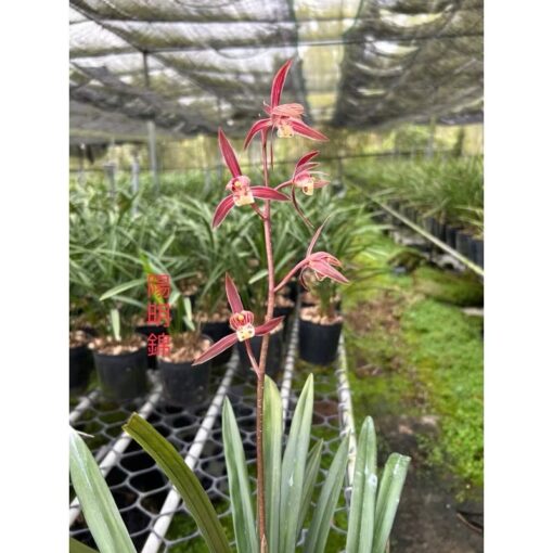 Cymbidium sinense Yang Ming Jin