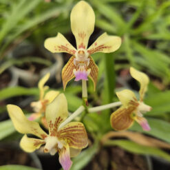 Vanda lamellata