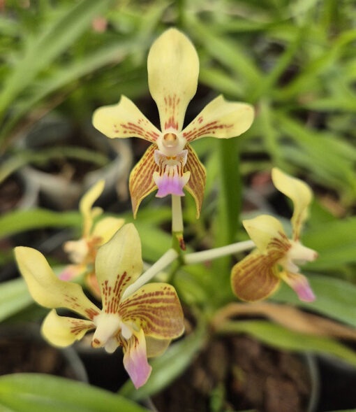 Vanda lamellata