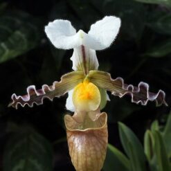 Paphiopedilum tranlienianum