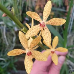Renanthera monachica x Vanda testacea