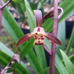 Cymbidium sinense Shan Chuan